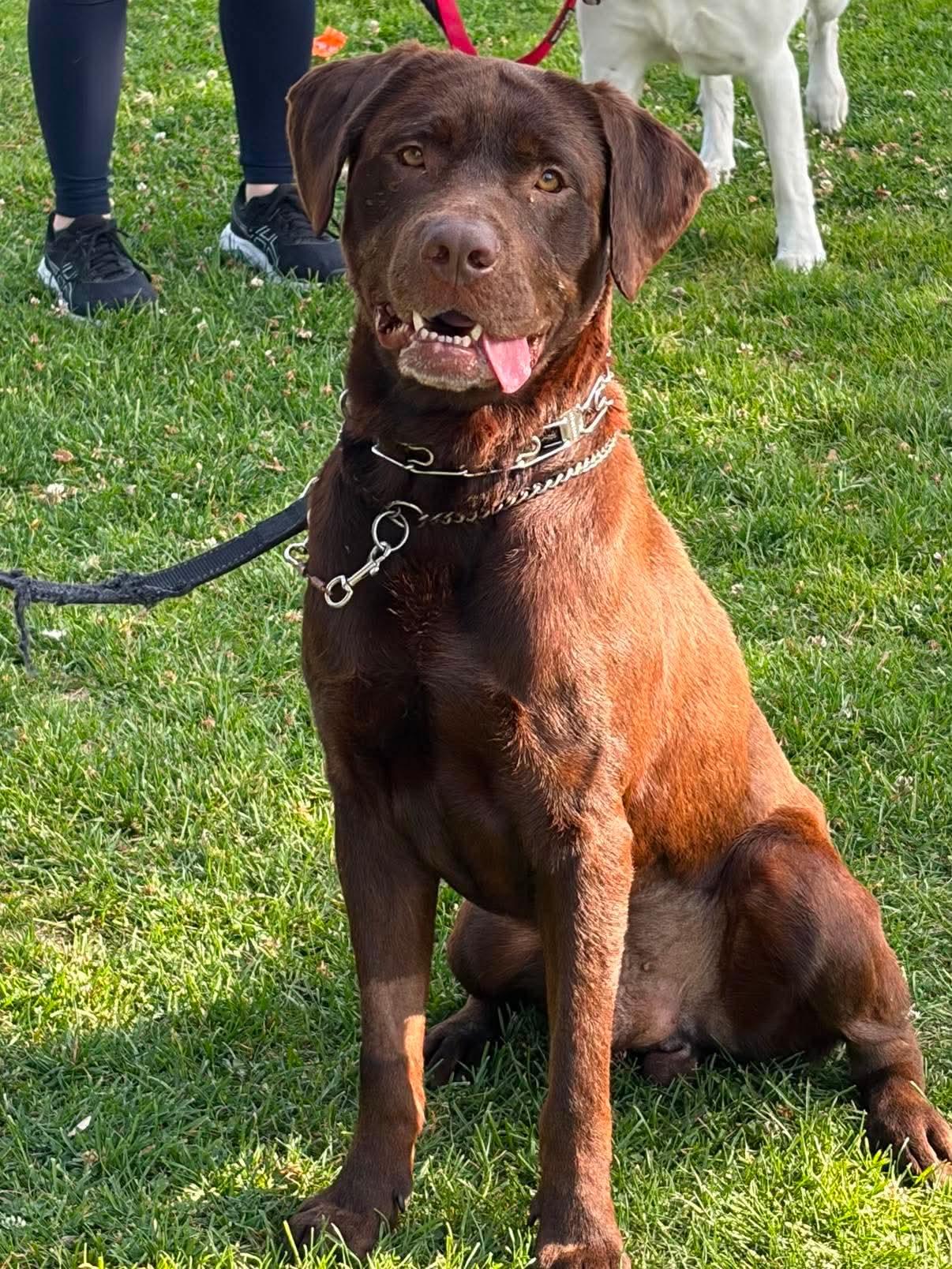 Bronco, Adoptable, Adult Male Labrador Retriever.