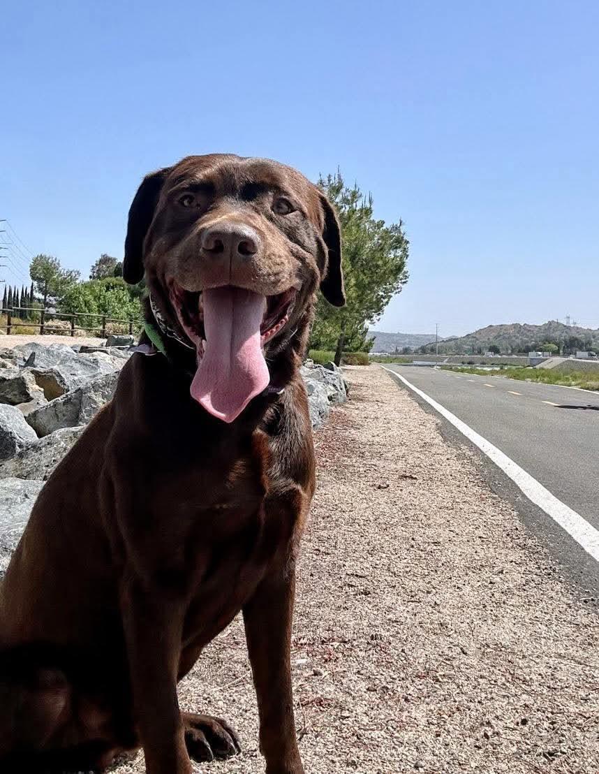 Bronco, a Adoptable Labrador Retriever in San Diego, CA image 2/3