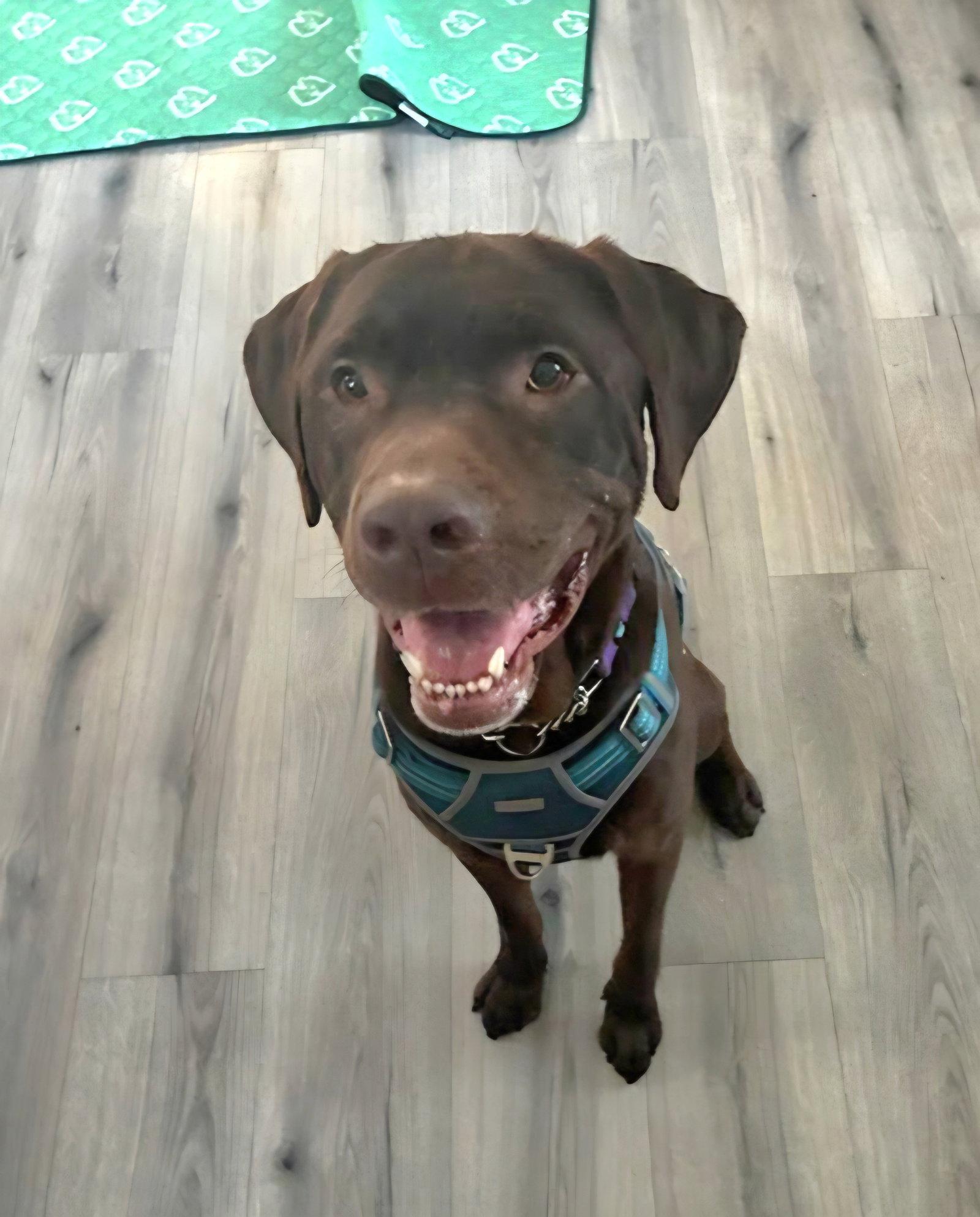 Bronco, Adoptable, Adult Male Labrador Retriever.