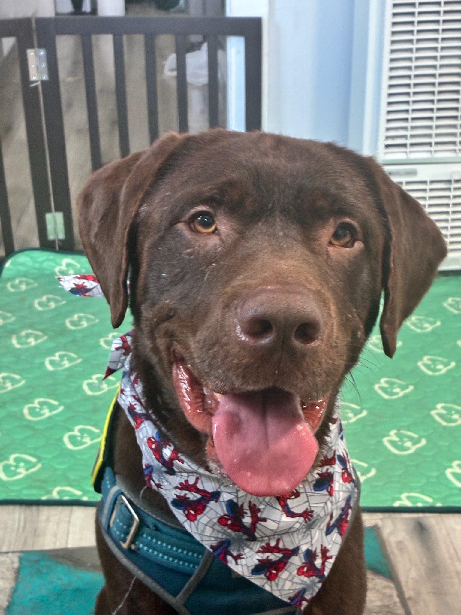 Bronco, a Adoptable Labrador Retriever in San Diego, CA image 2/3