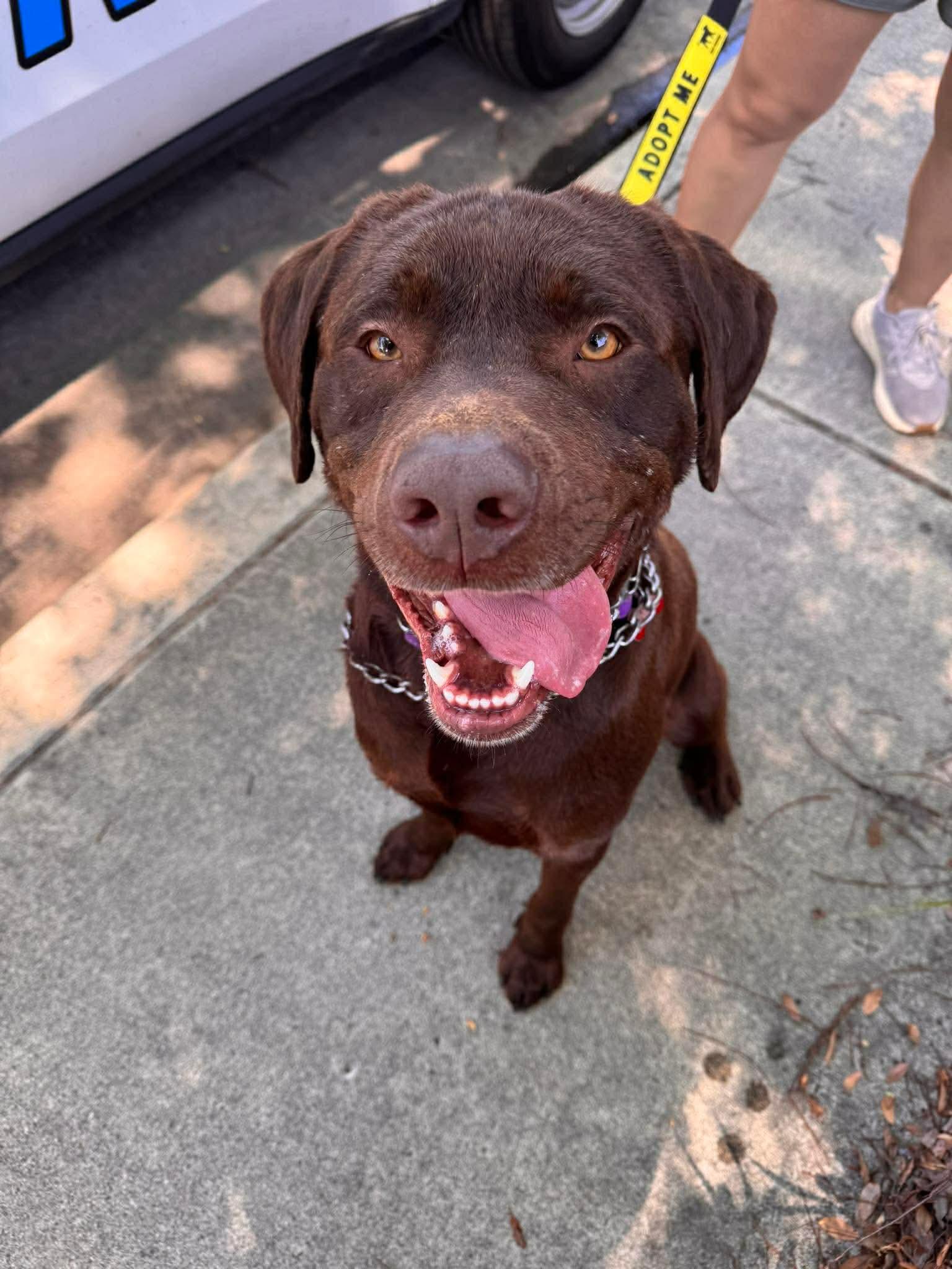 Bronco, a Adoptable Labrador Retriever in San Diego, CA image 3/3