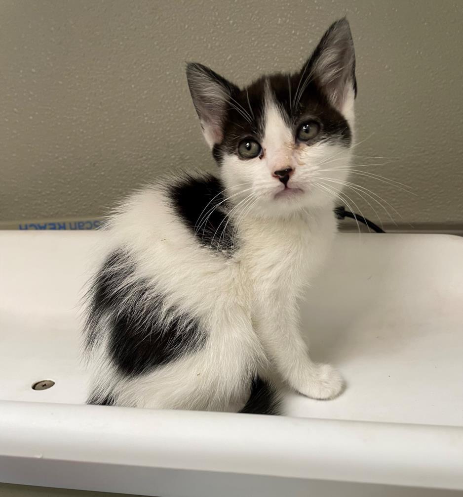 AMIDALA, Adoptable, Young Female Domestic Medium Hair.