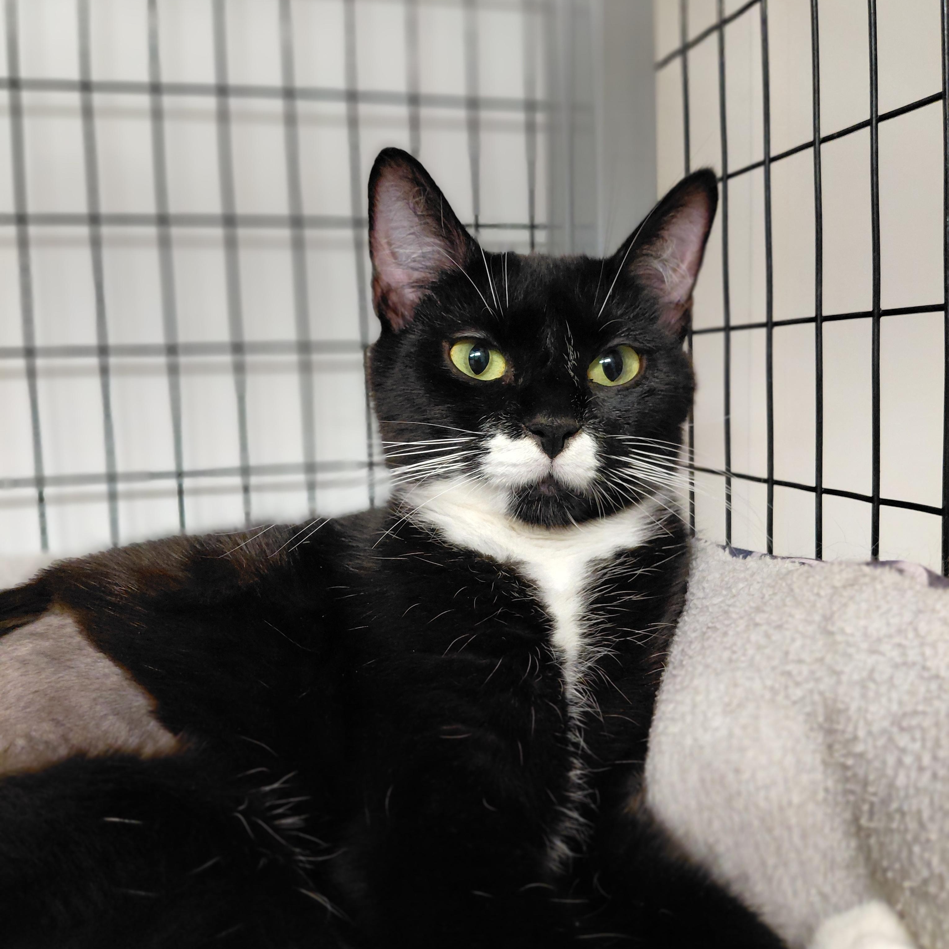 Enlarge Lydia, a Adoptable Domestic Short Hair in Littleton, NH image 3/4