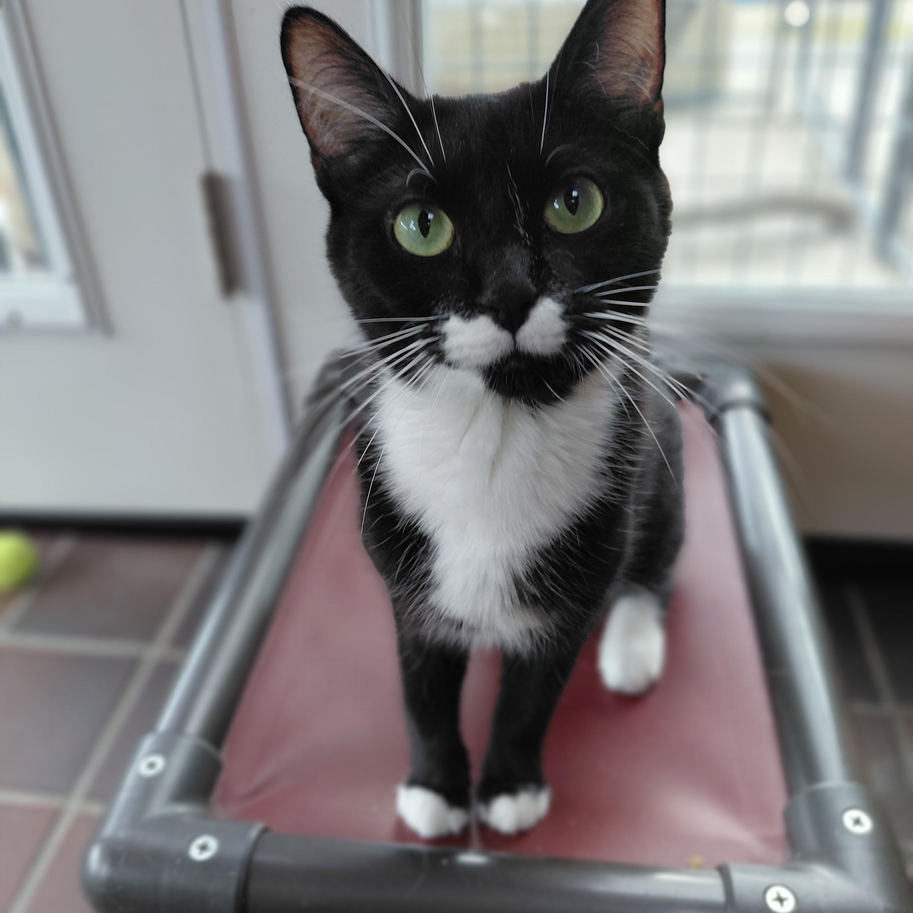 Enlarge Lydia, a Adoptable Domestic Short Hair in Littleton, NH image 1/4