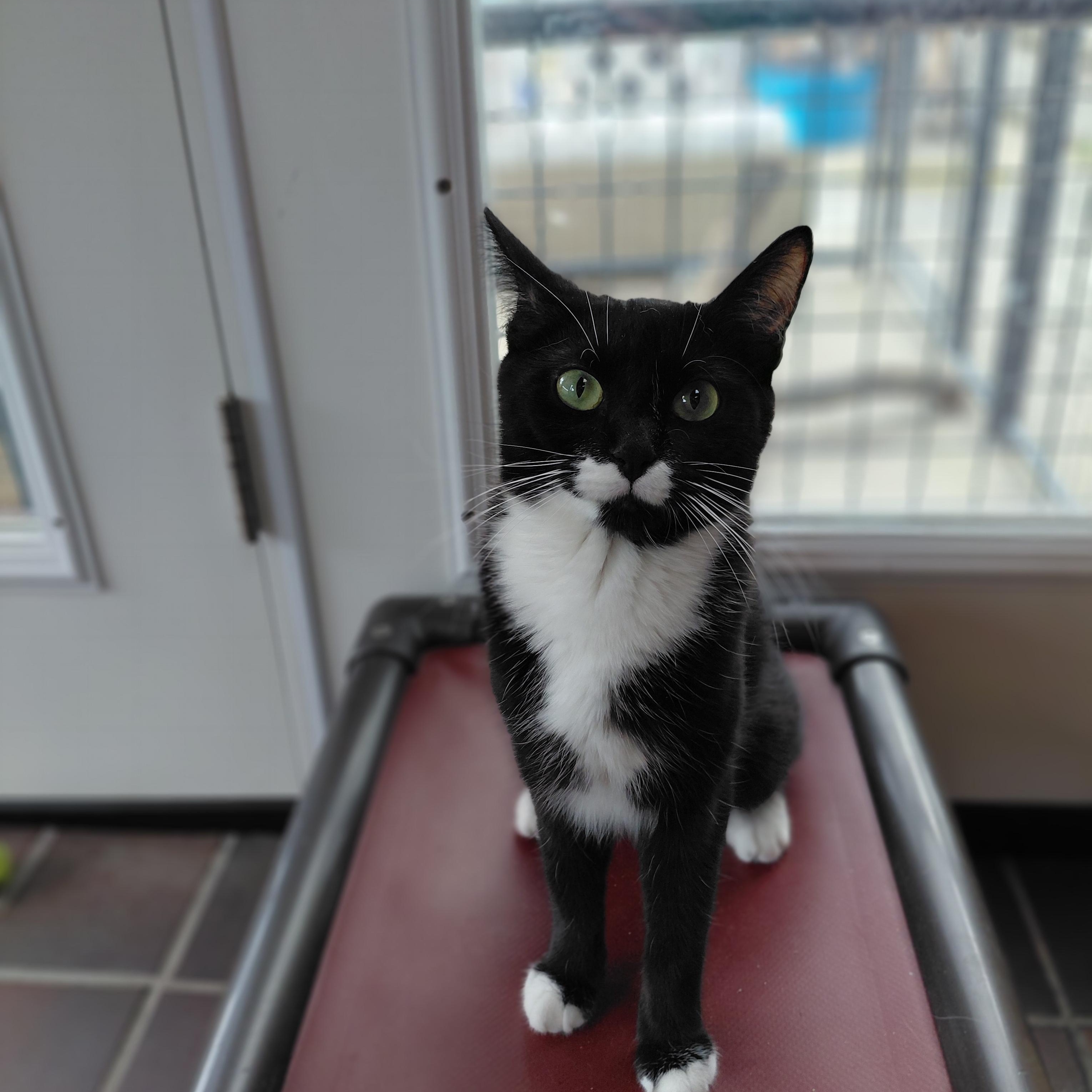Enlarge Lydia, a Adoptable Domestic Short Hair in Littleton, NH image 2/4