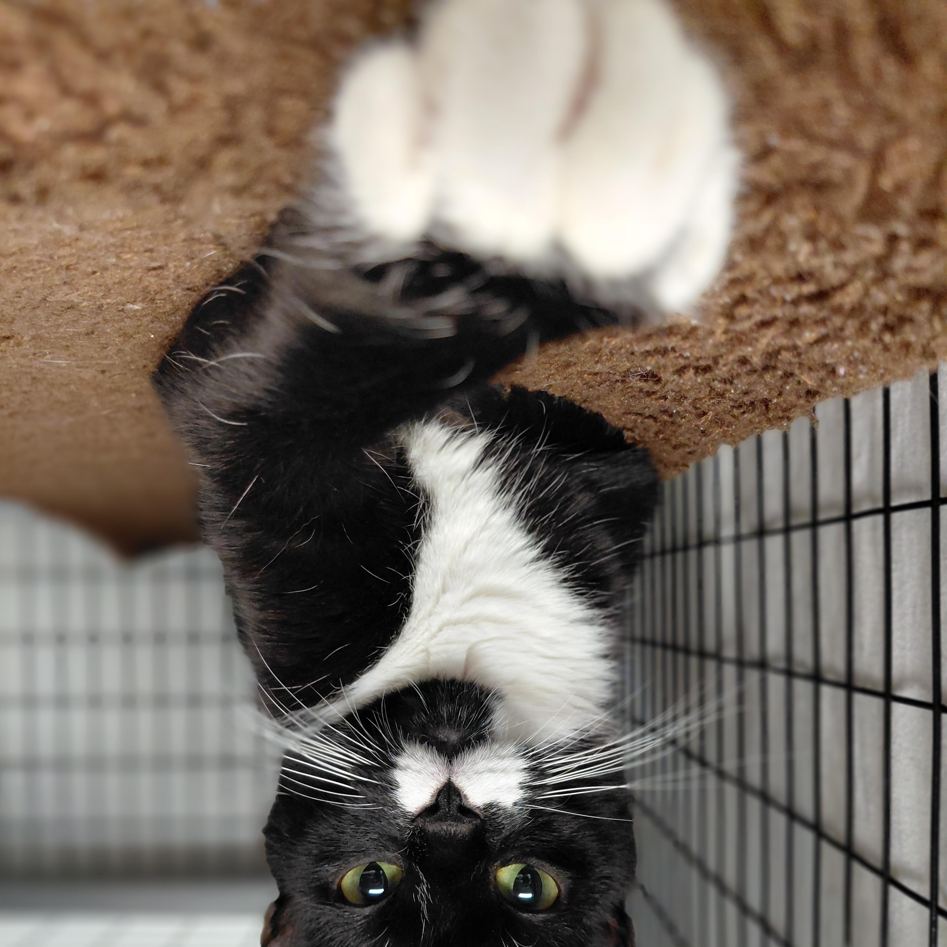 Enlarge Lydia, a Adoptable Domestic Short Hair in Littleton, NH image 4/4