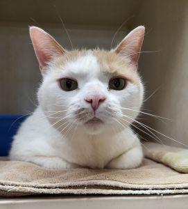 Gus, ADOPTABLE, Senior Male Domestic Short Hair.