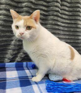 Enlarge Gus, an adopted Domestic Short Hair in Bucyrus, OH image 2/3