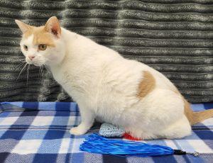 Enlarge Gus, an adopted Domestic Short Hair in Bucyrus, OH image 3/3