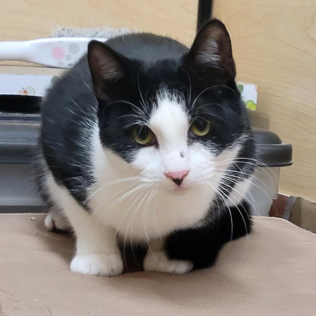 Pumpkin Spice, Adoptable, Young Female Domestic Short Hair.