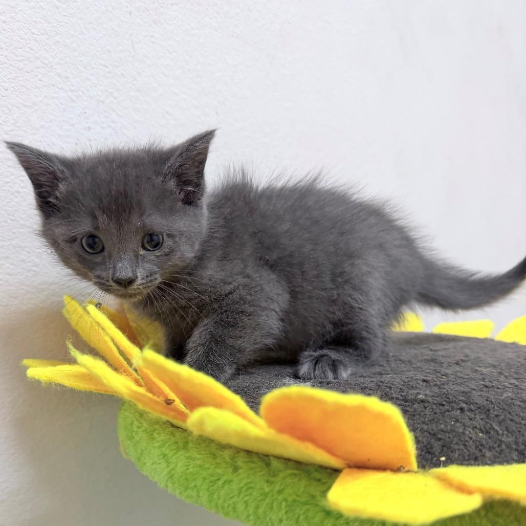 Stella, Adoptable, Kitten Female Domestic Short Hair.
