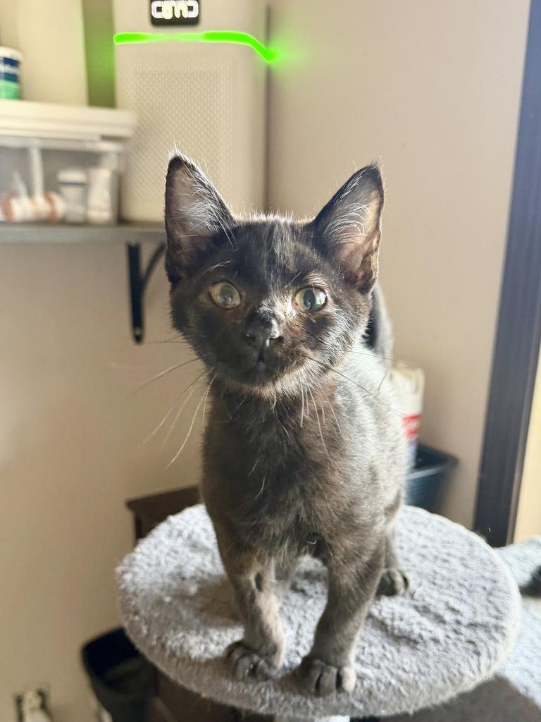 Bumble, Adoptable, Kitten Female Domestic Short Hair.