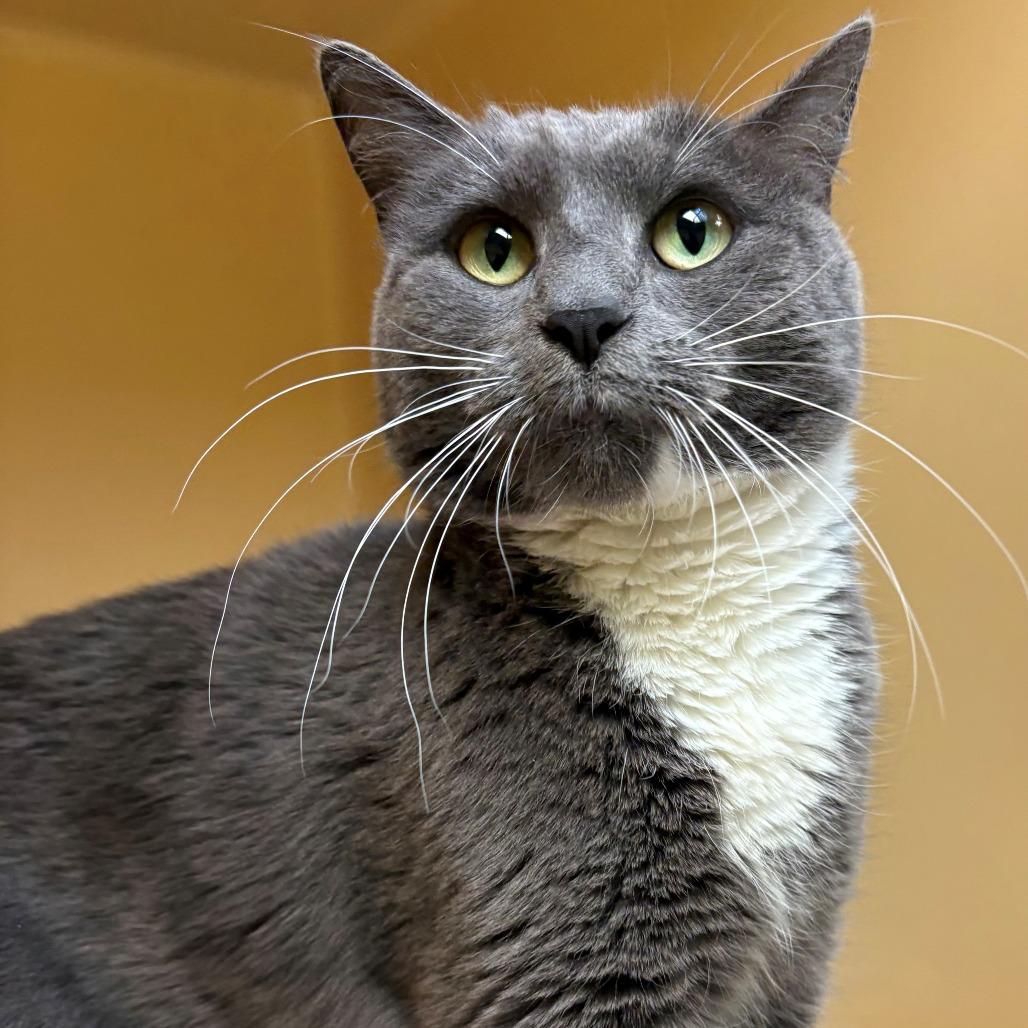 Enlarge Little Girl, a Adoptable Domestic Short Hair in East Hanover, NJ image 1/6