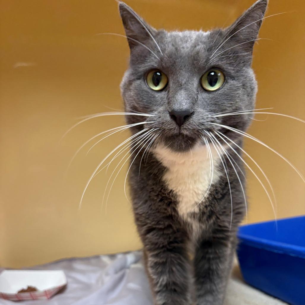 Enlarge Little Girl, a Adoptable Domestic Short Hair in East Hanover, NJ image 2/6