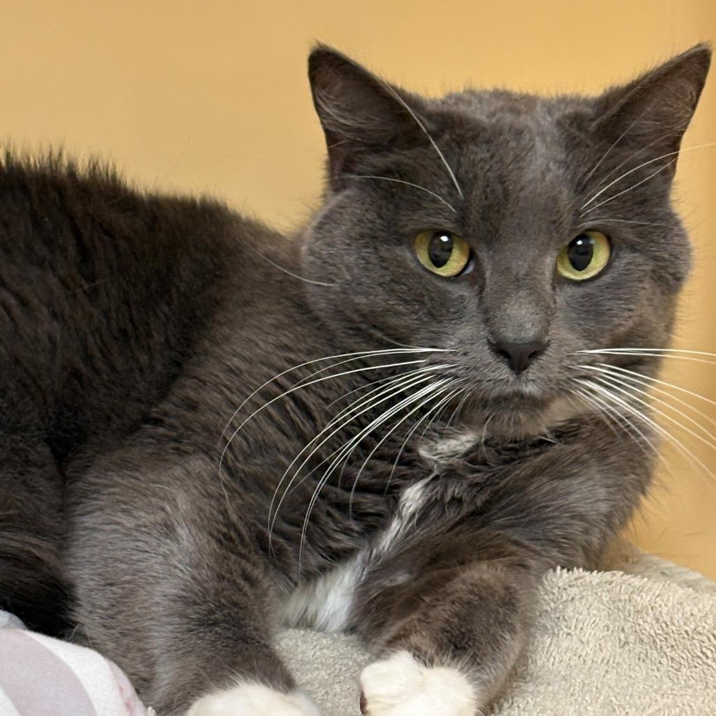 Enlarge Little Girl, a Adoptable Domestic Short Hair in East Hanover, NJ image 3/6