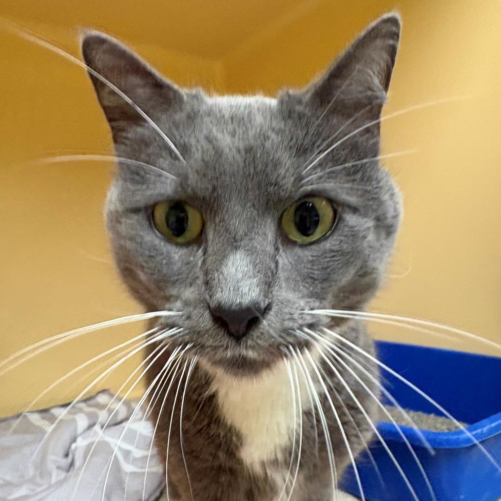 Enlarge Little Girl, a Adoptable Domestic Short Hair in East Hanover, NJ image 4/6