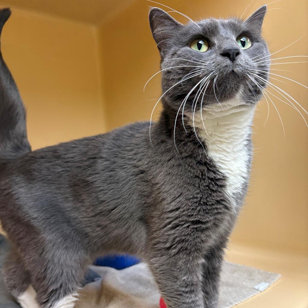 Enlarge Little Girl, a Adoptable Domestic Short Hair in East Hanover, NJ image 5/6