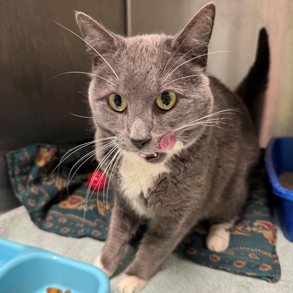 Enlarge Little Girl, a Adoptable Domestic Short Hair in East Hanover, NJ image 6/6