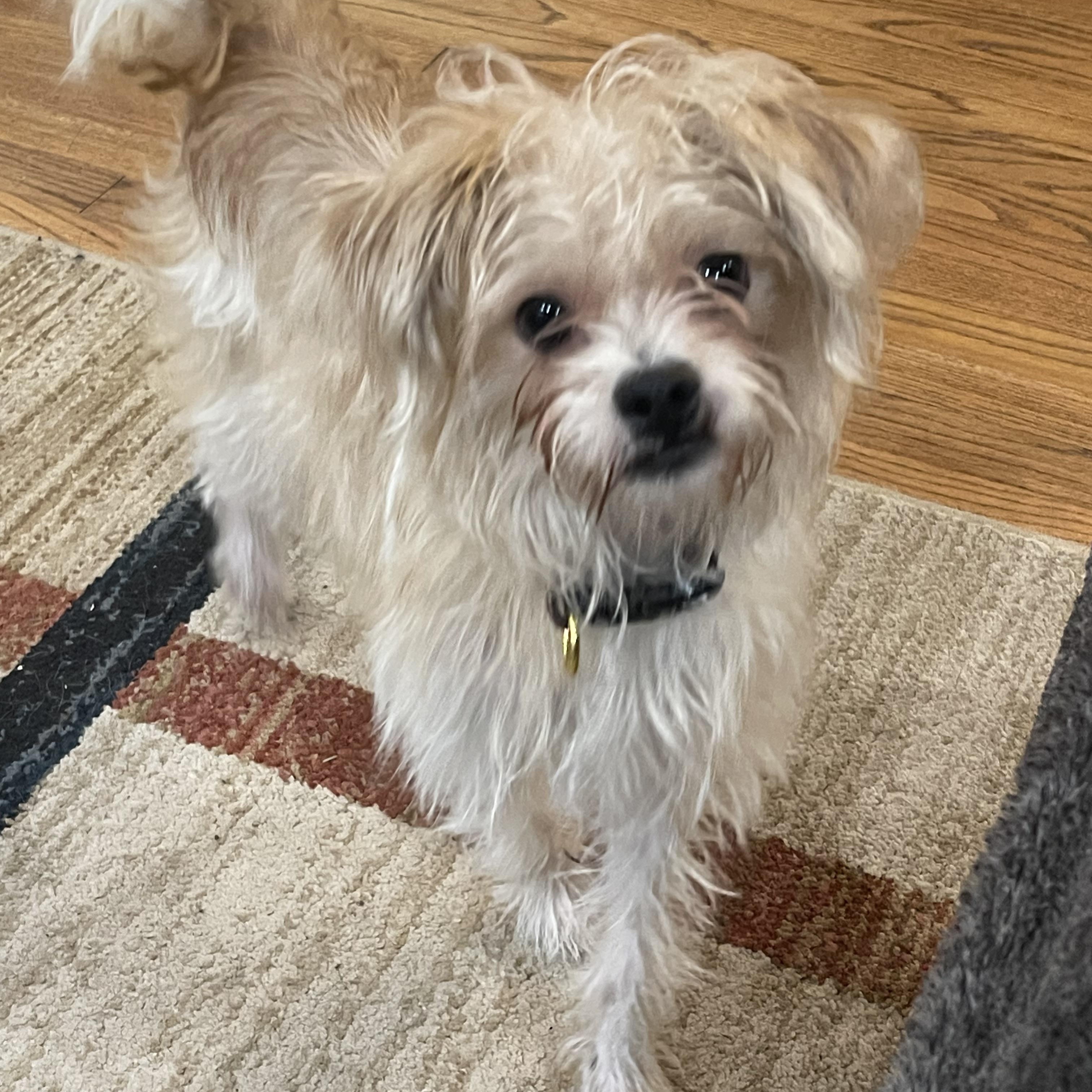 Gia, a Adopted mixed breed in Bellaire, TX image 1/5