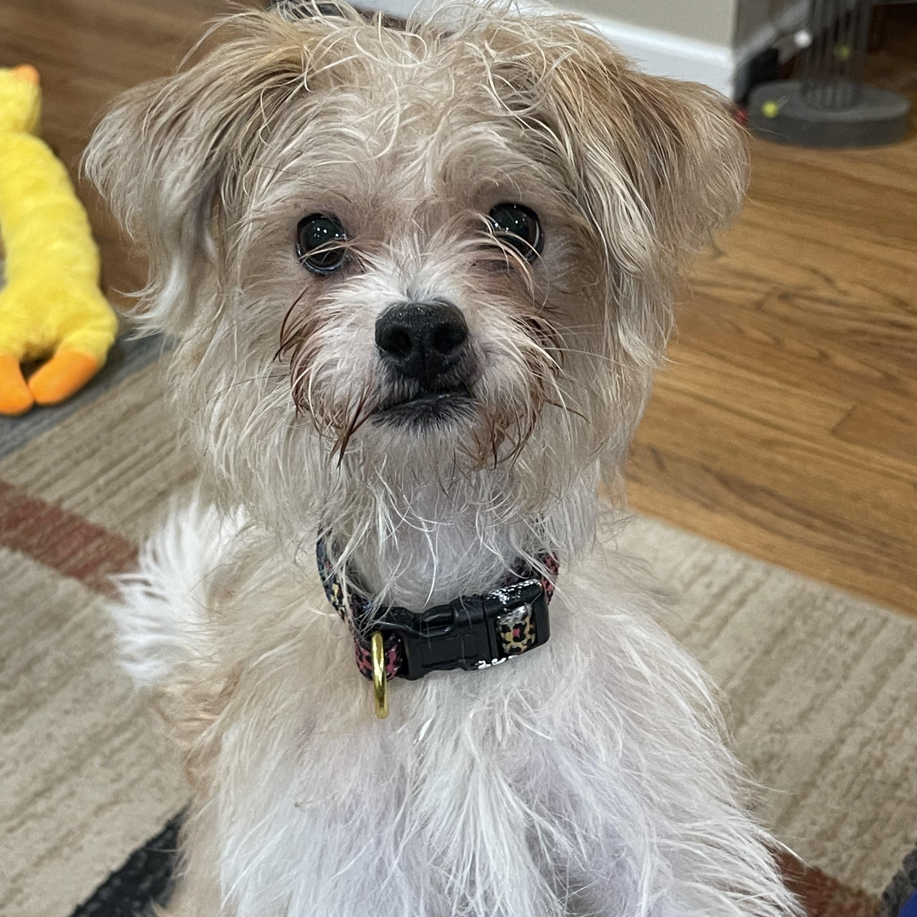 Gia, a Adopted mixed breed in Bellaire, TX image 2/5