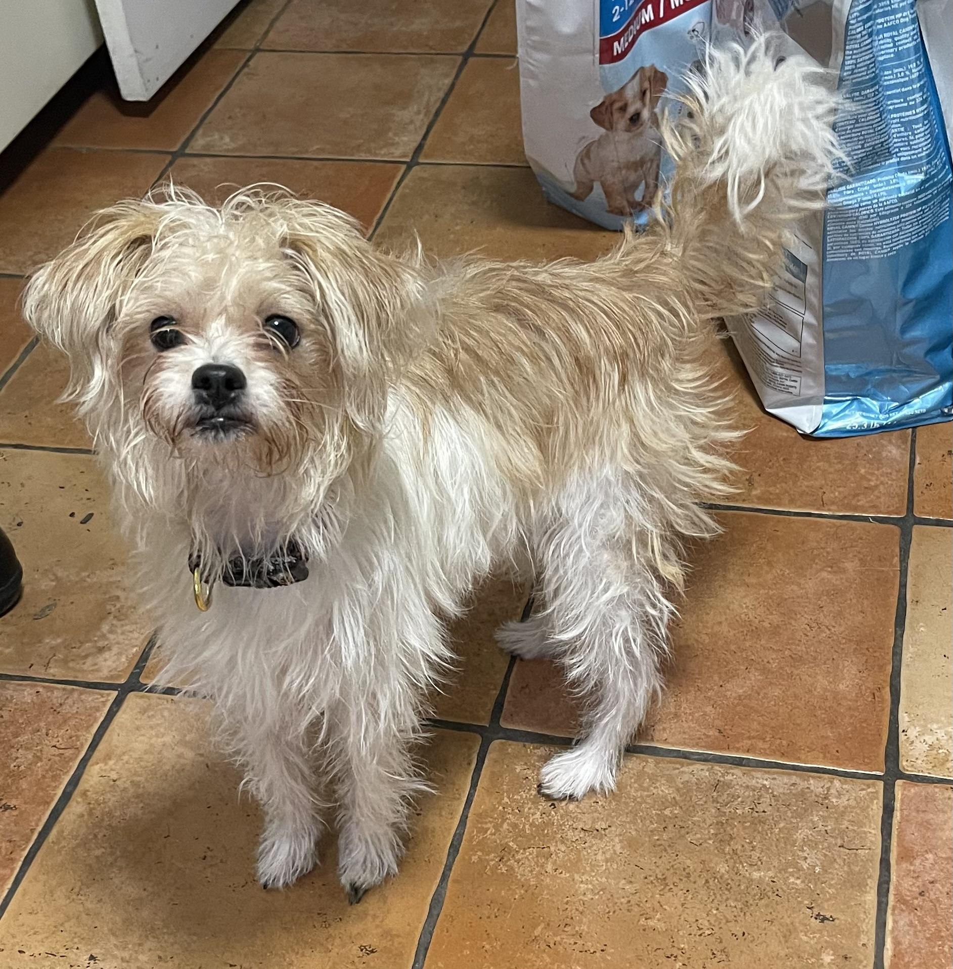 Gia, a Adopted mixed breed in Bellaire, TX image 3/5