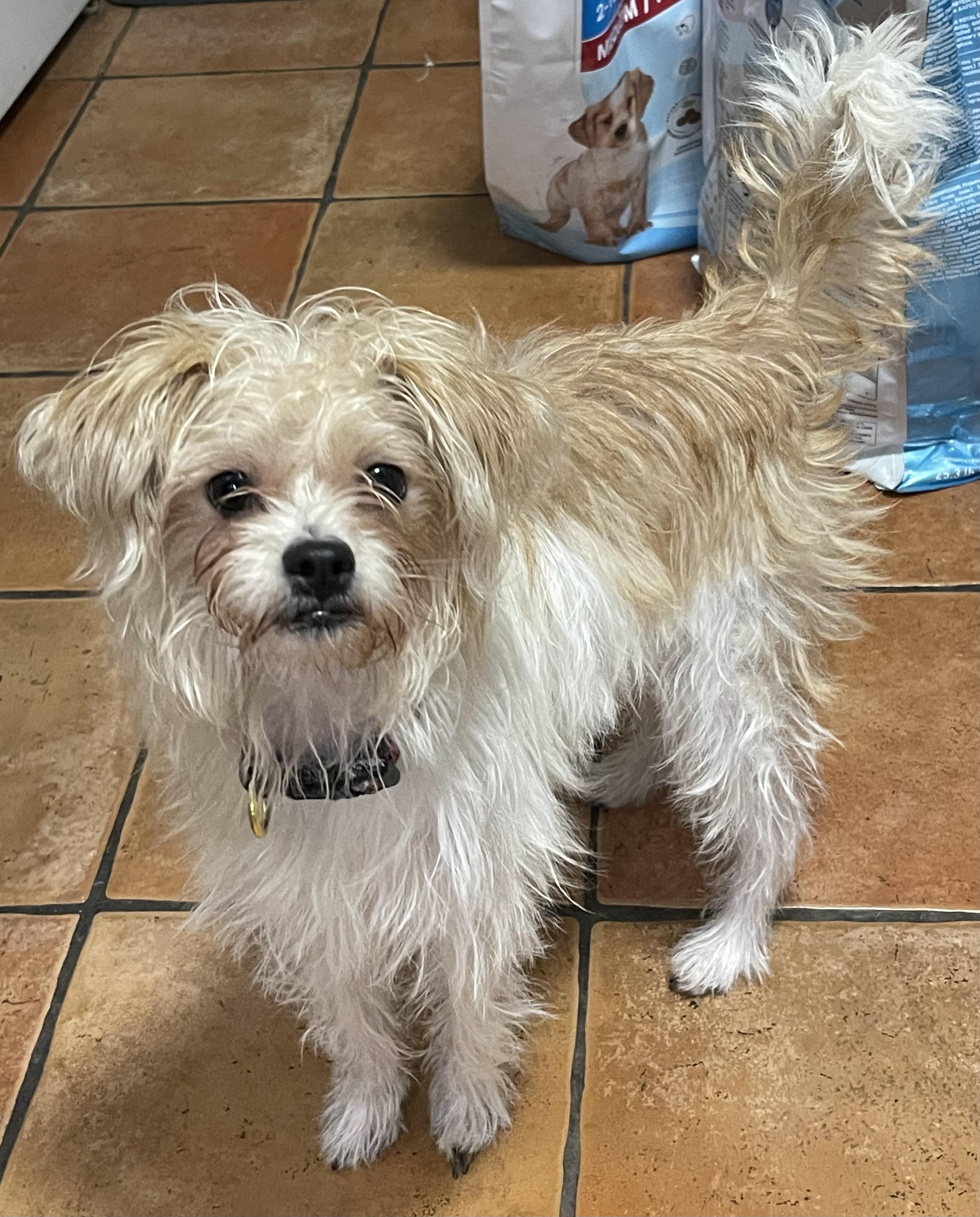 Gia, a Adopted mixed breed in Bellaire, TX image 4/5