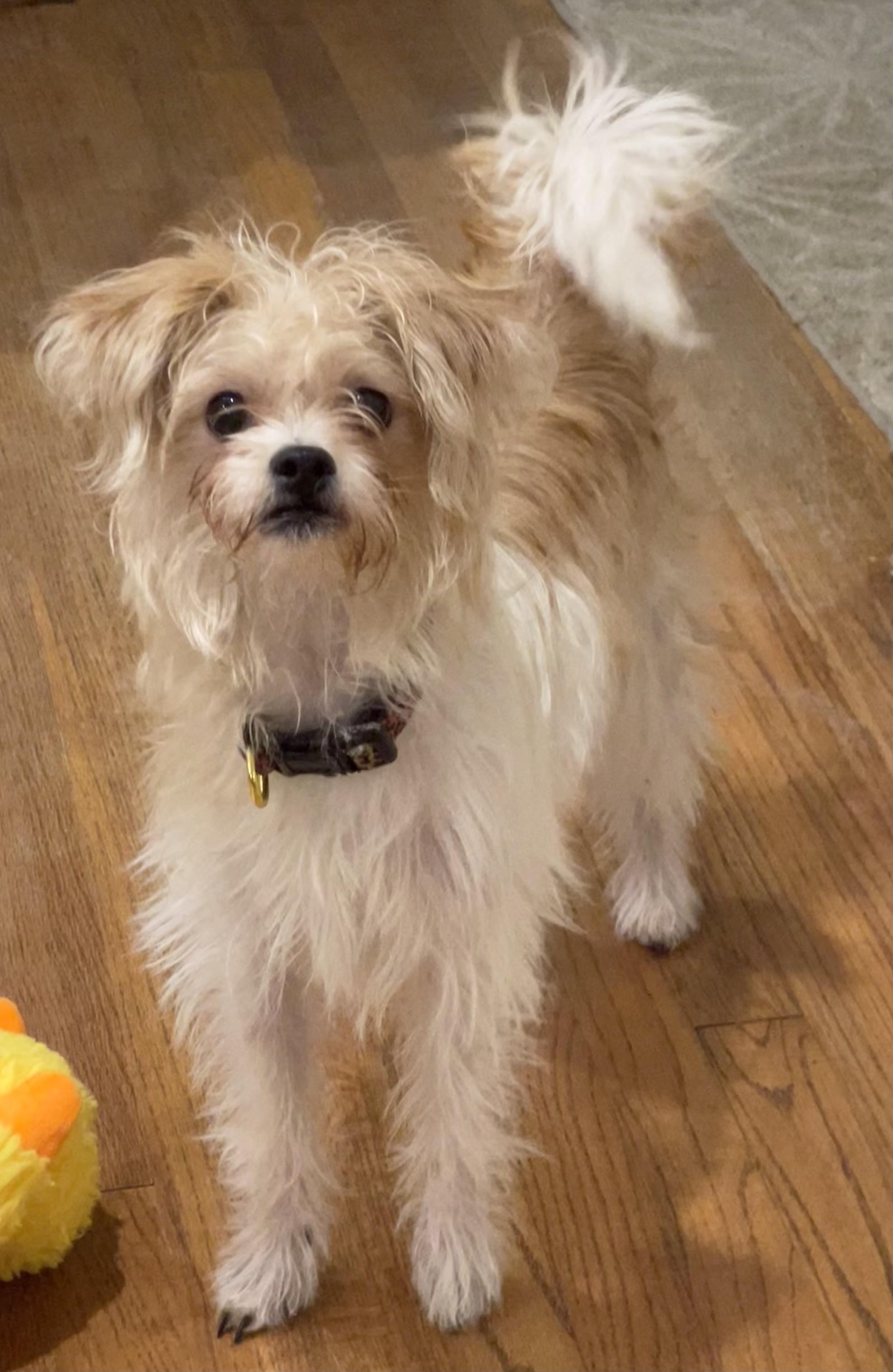 Gia, a Adopted mixed breed in Bellaire, TX image 5/5