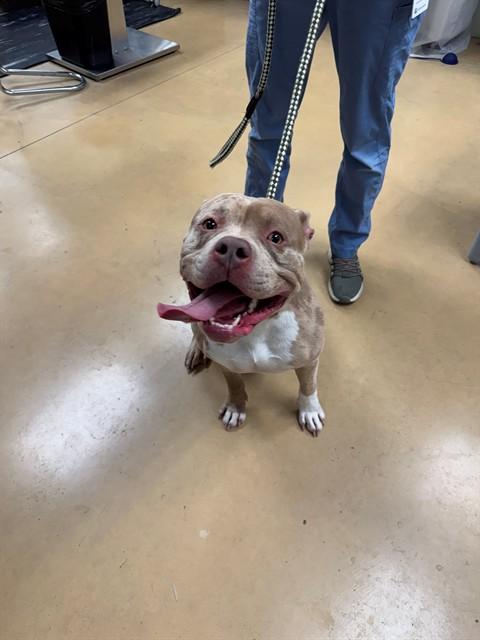 Enlarge ROCKY, a Adoptable Pit Bull Terrier in Minneapolis, MN image 1/1