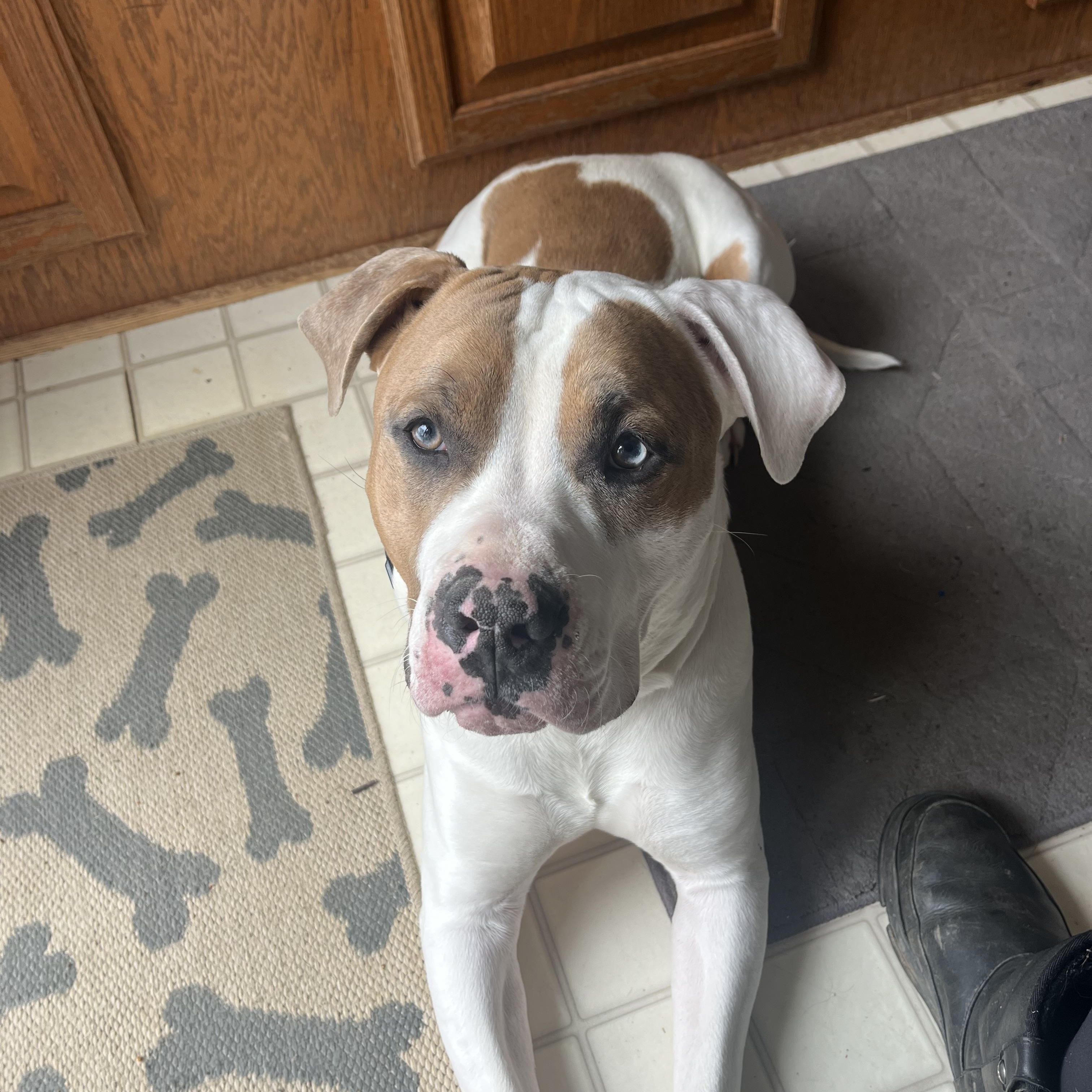 Ziggy