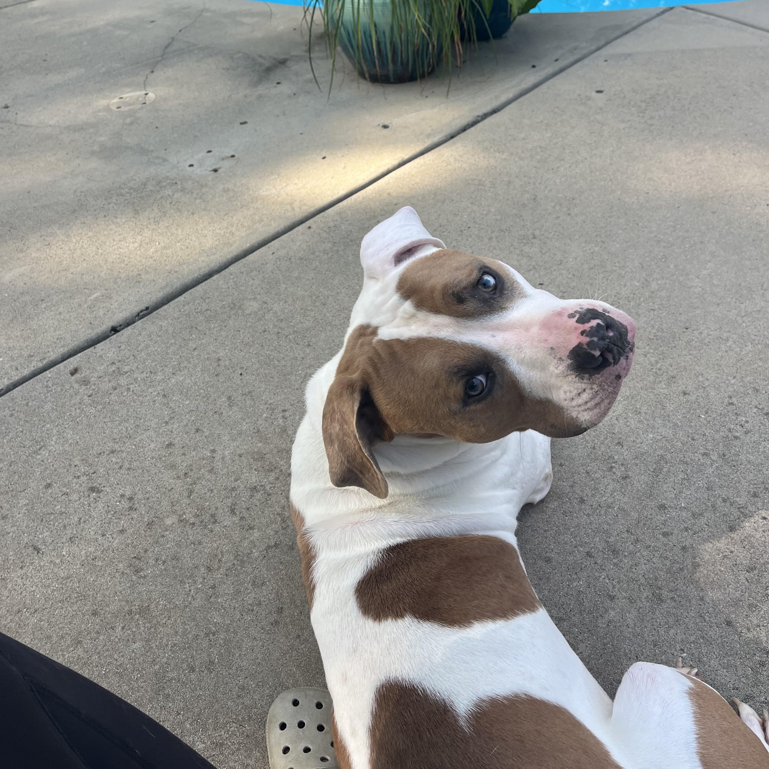 Ziggy