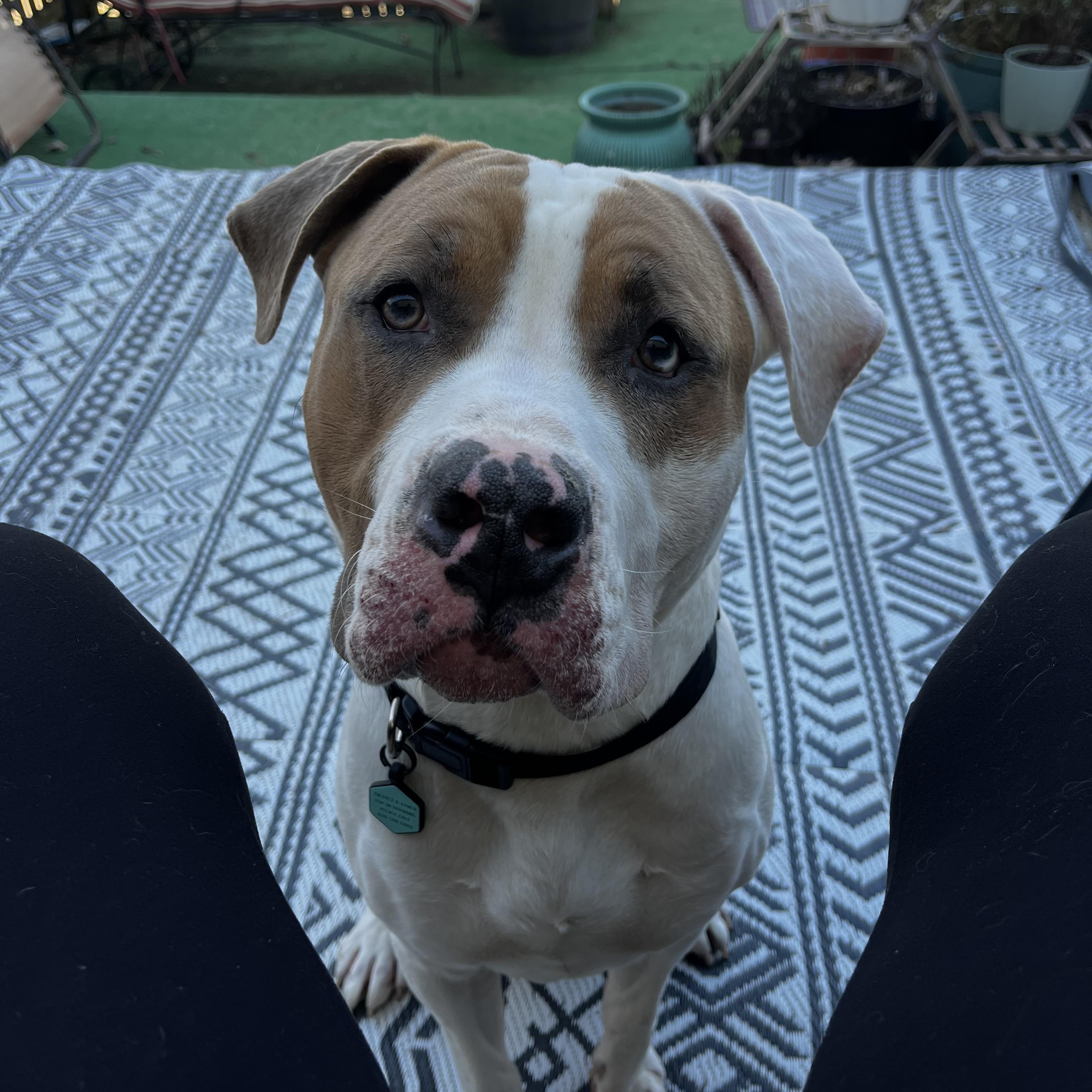 Ziggy