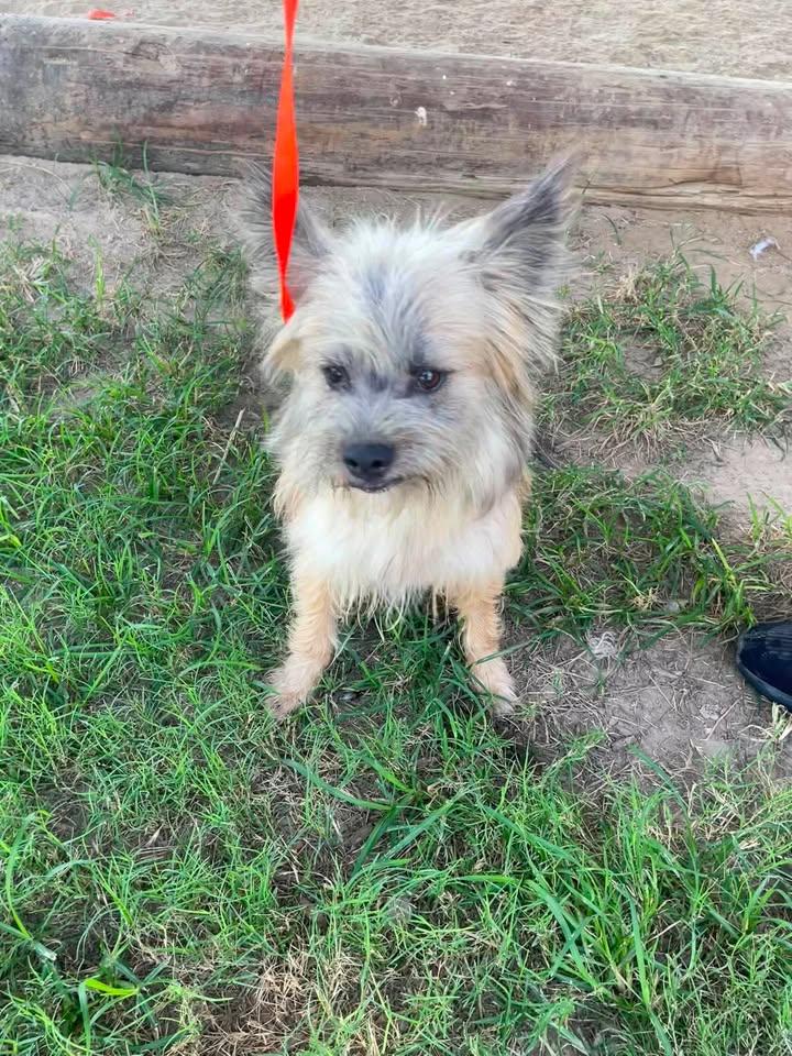 Toto, adopted, Adult Male Cairn Terrier.