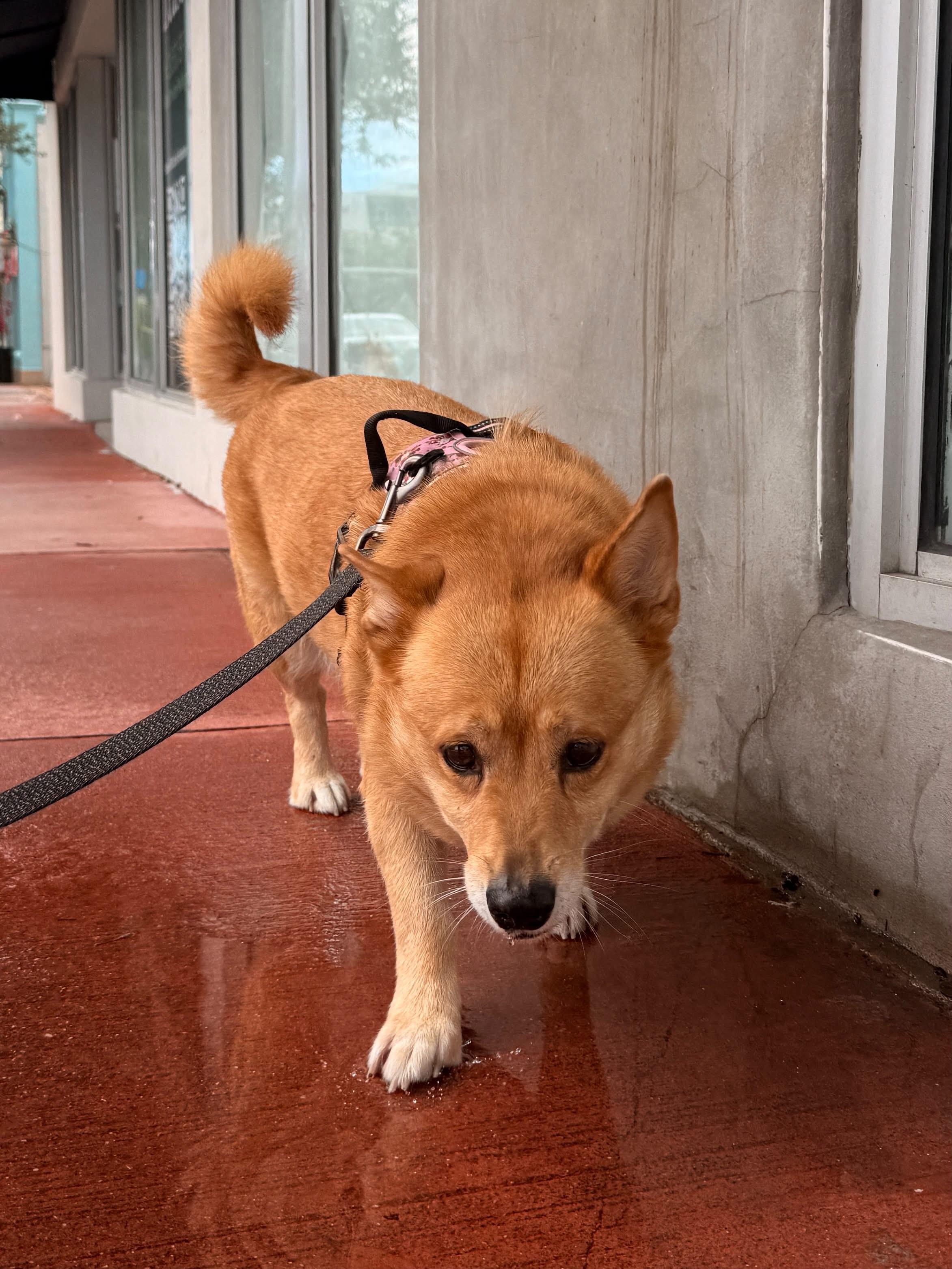 Enlarge Shiba, a Adoptable mixed breed in Miramar, FL image 3/6