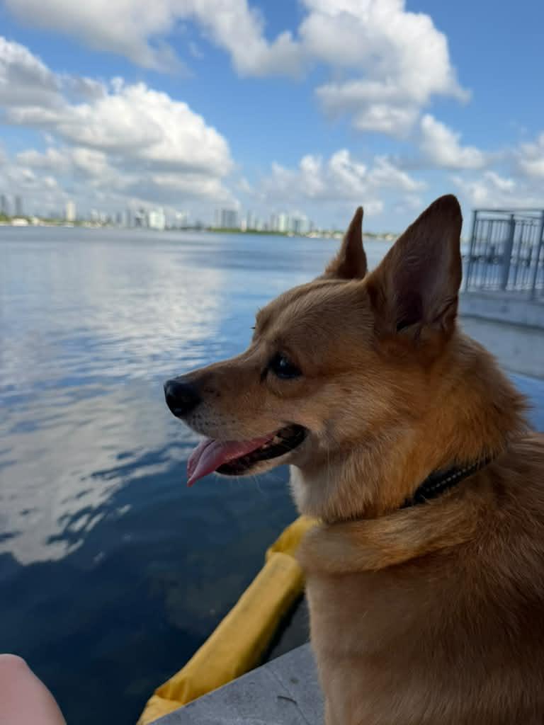 Enlarge Shiba, a Adoptable mixed breed in Miramar, FL image 6/6