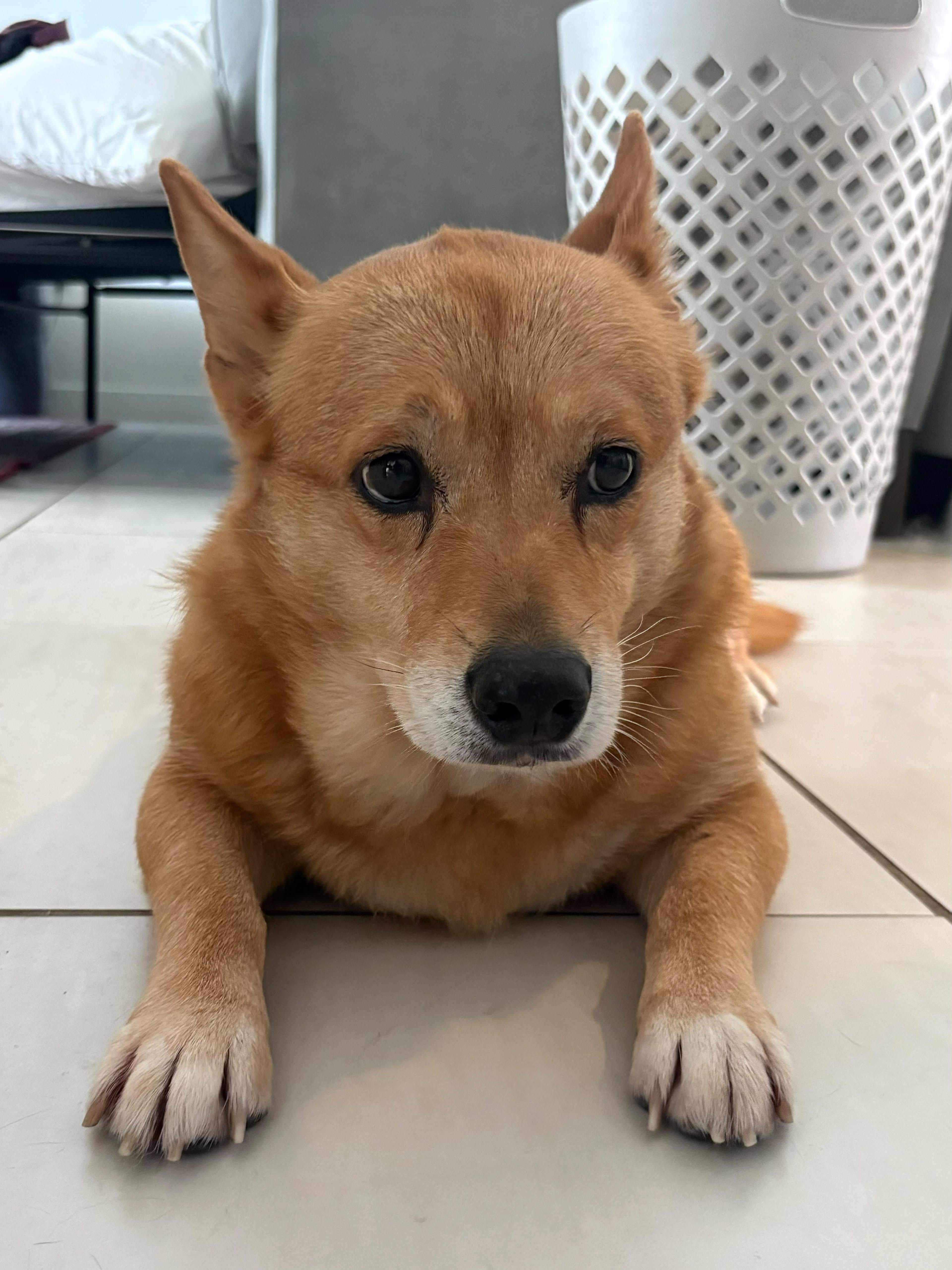 Enlarge Shiba, a Adoptable mixed breed in Miramar, FL image 4/6
