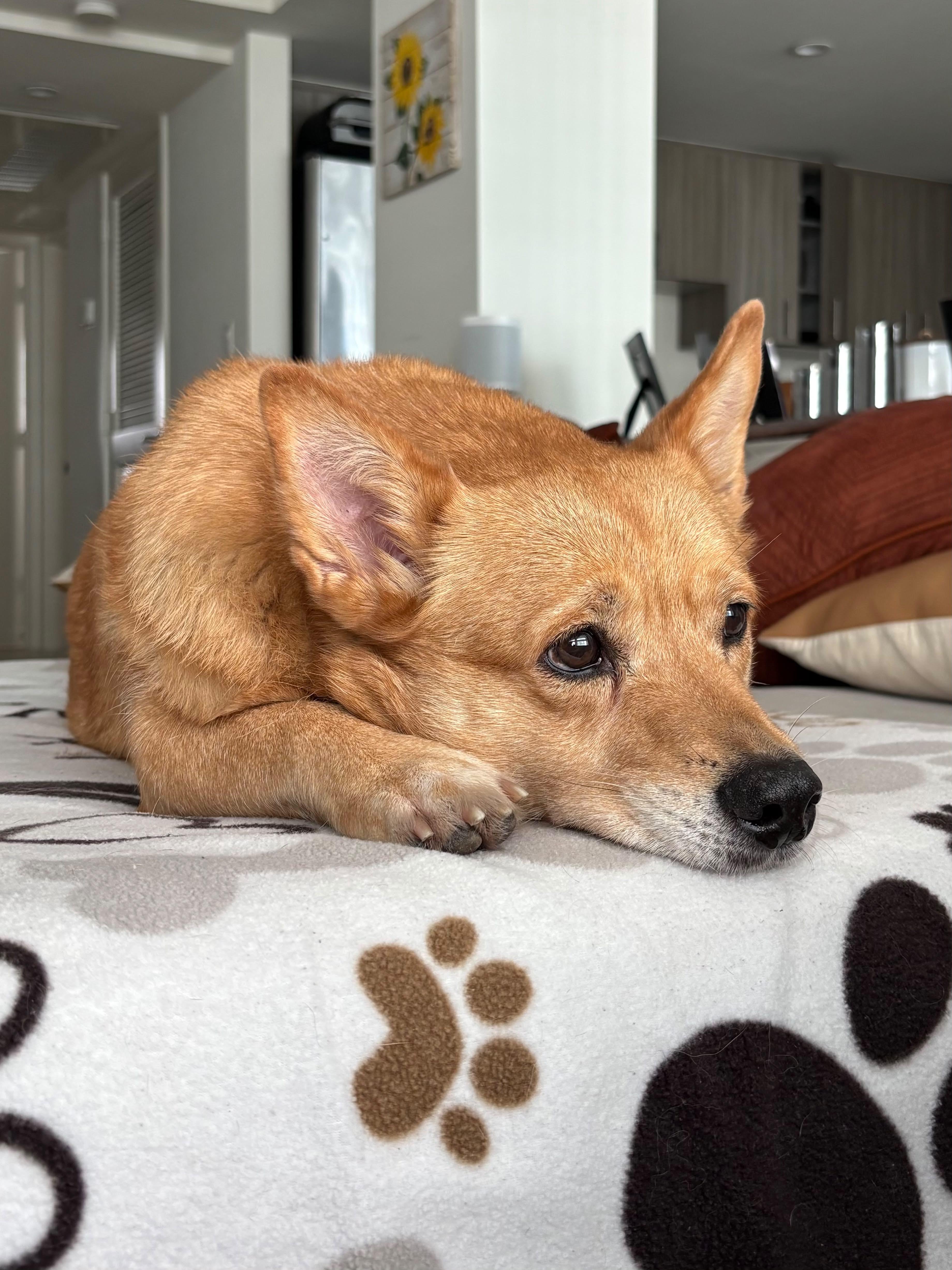 Enlarge Shiba, a Adoptable mixed breed in Miramar, FL image 1/6