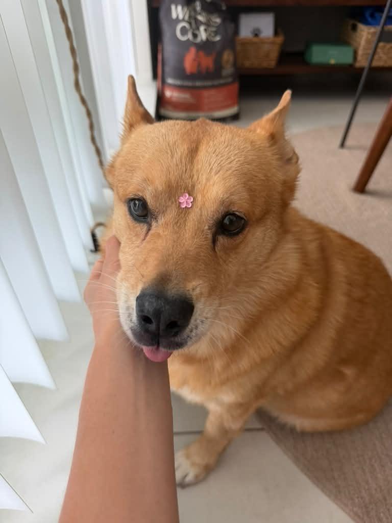 Enlarge Shiba, a Adoptable mixed breed in Miramar, FL image 2/6