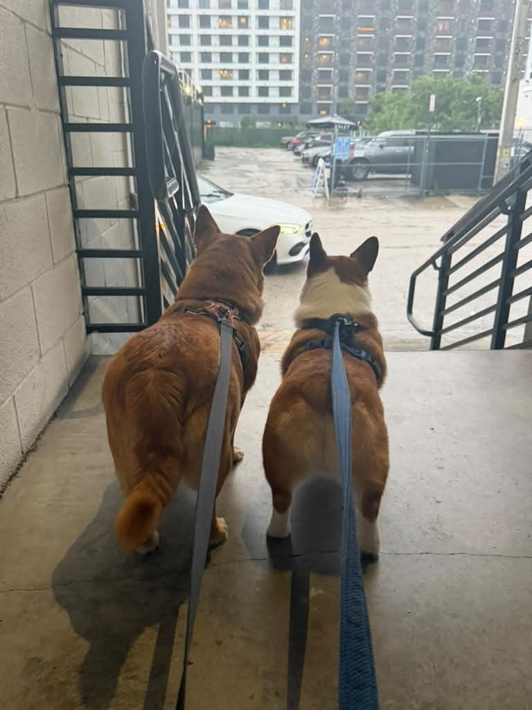 Enlarge Shiba, a Adoptable mixed breed in Miramar, FL image 5/6