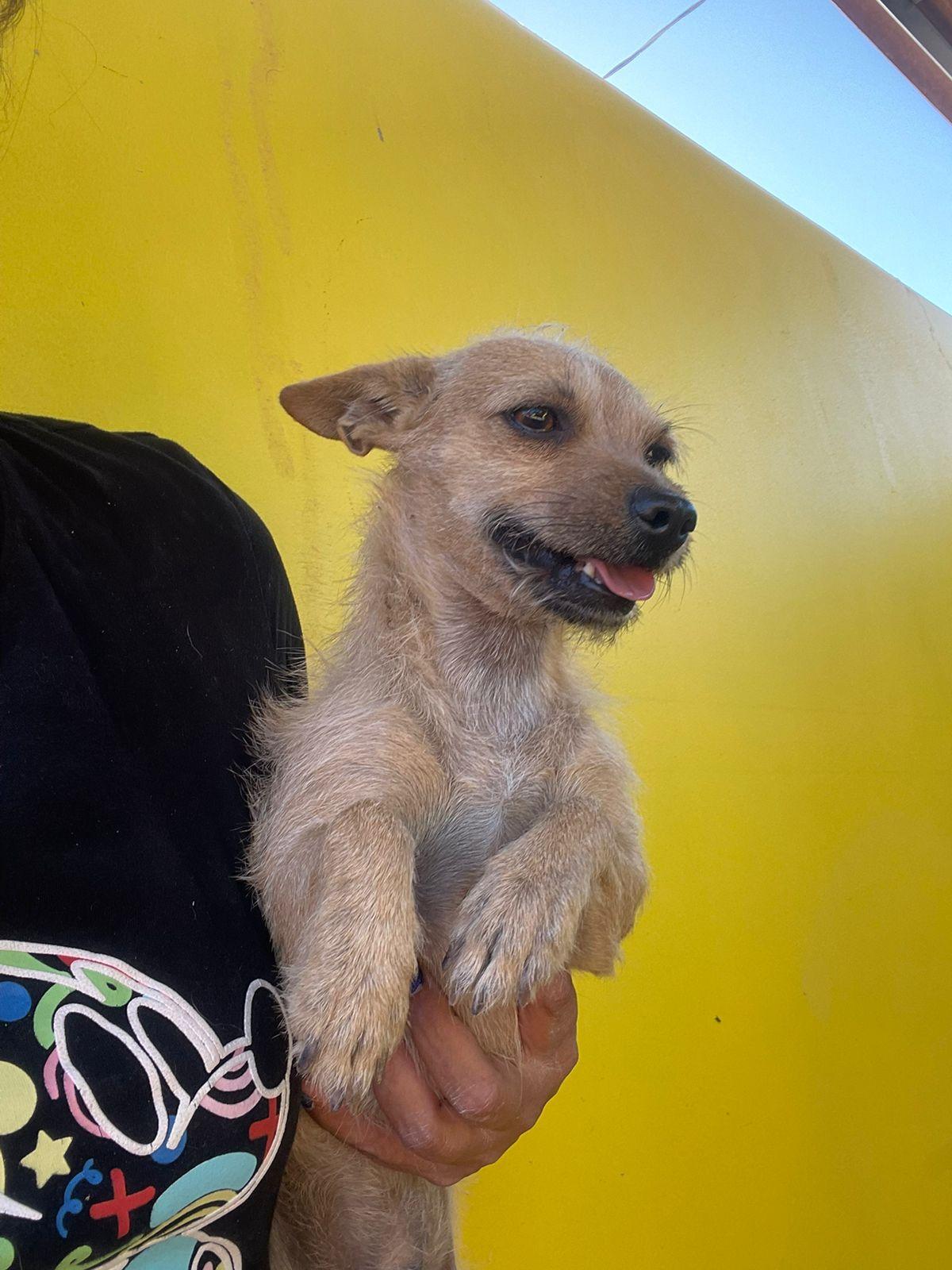 Abelito, ADOPTABLE, Young Male Terrier.