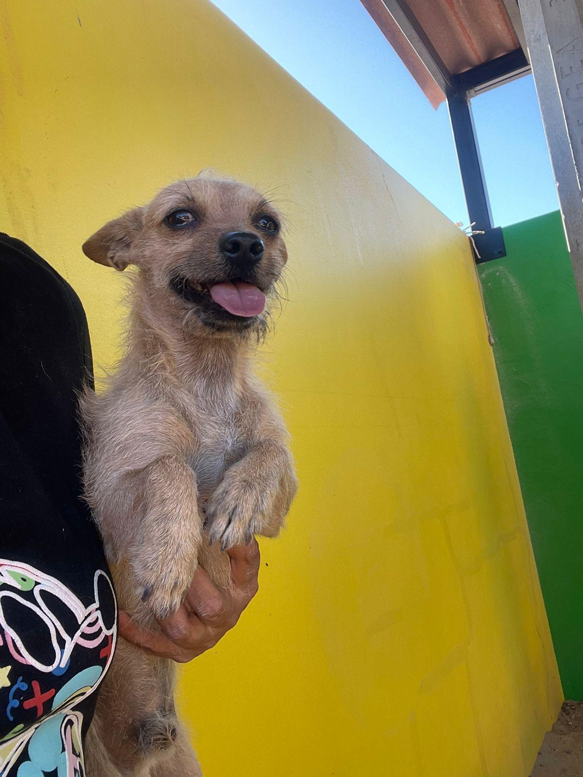 Enlarge Abelito, a ADOPTABLE mixed breed in Santa Rosa, CA image 2/3