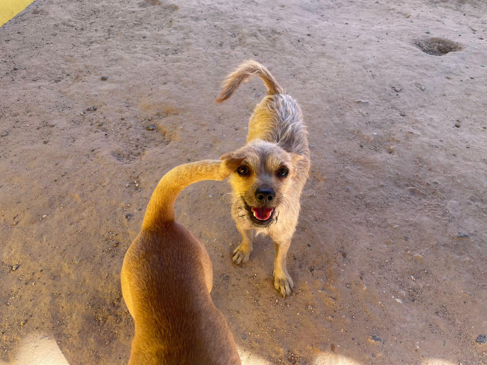 Enlarge Abelito, a ADOPTABLE mixed breed in Santa Rosa, CA image 3/3