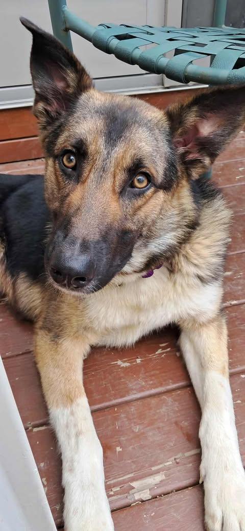 Enlarge Curlin, a Adopted German Shepherd Dog in Pomfret Center, CT image 1/3