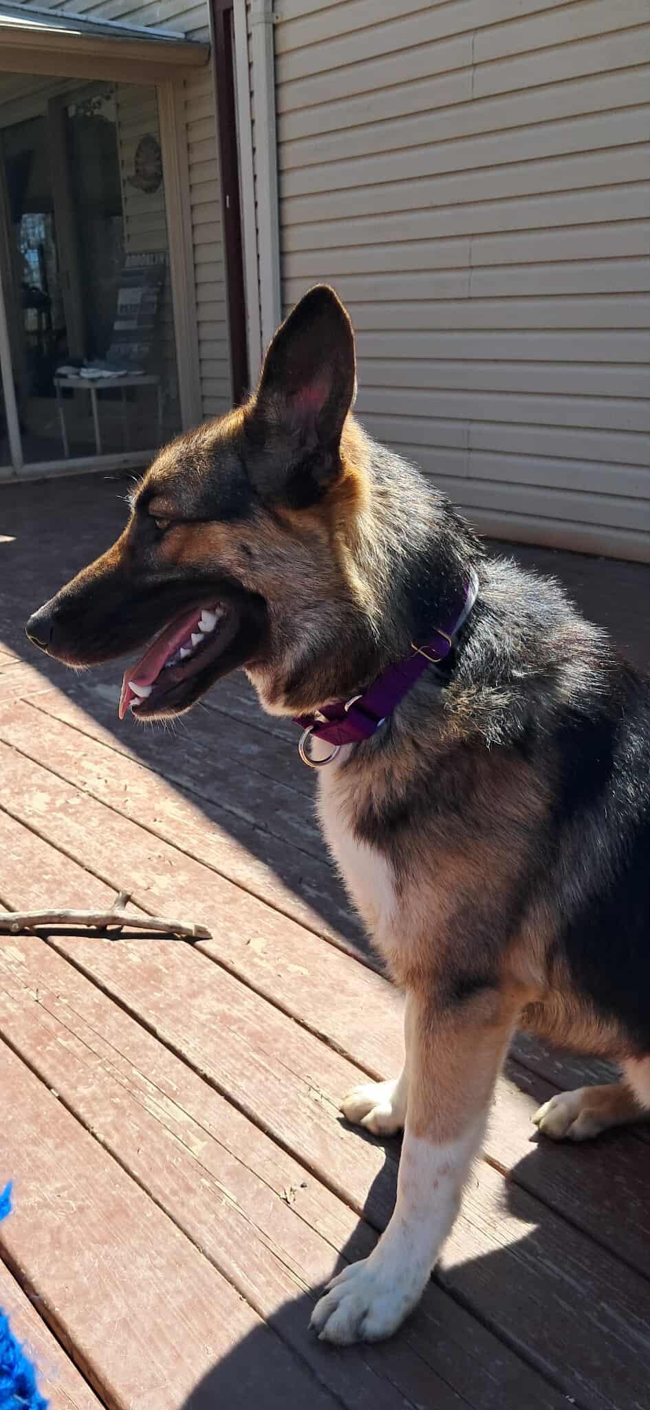 Enlarge Curlin, a Adopted German Shepherd Dog in Pomfret Center, CT image 2/3