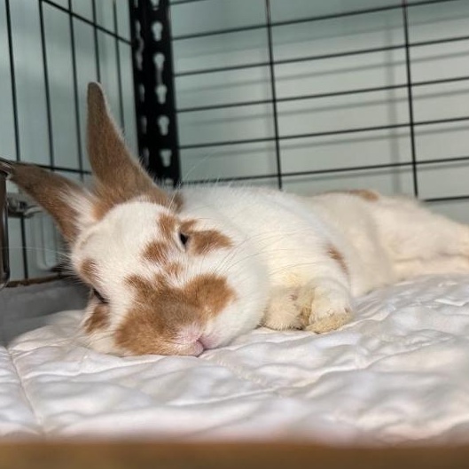 Enlarge Alvin, an adopted mixed breed in Columbia, MD image 3/3