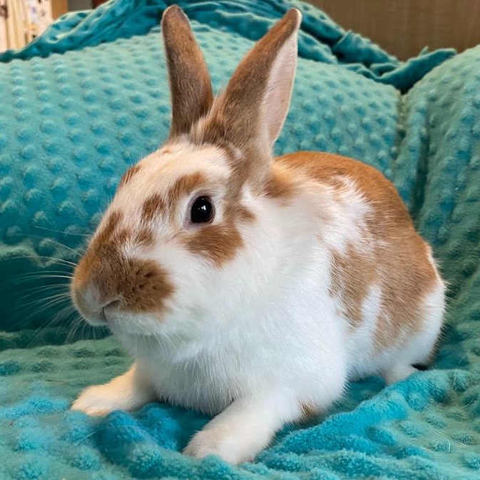 Alvin, adopted, Young Male English Spot.