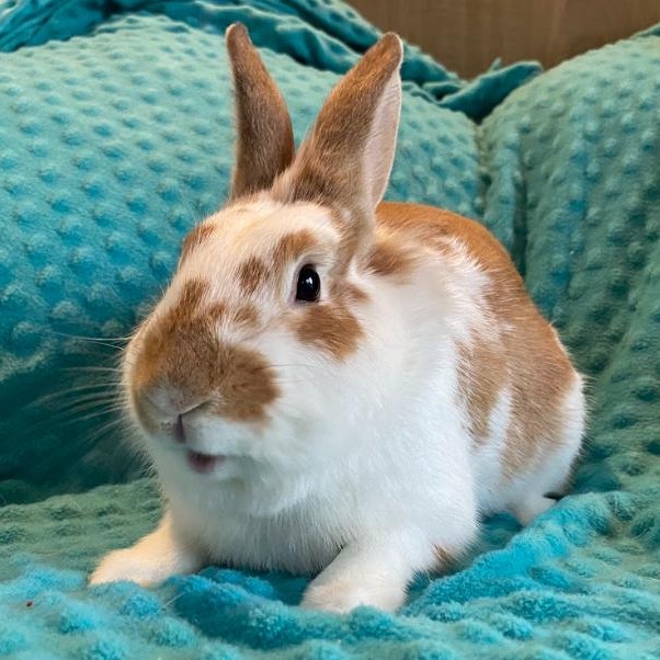 Enlarge Alvin, an adopted mixed breed in Columbia, MD image 2/3