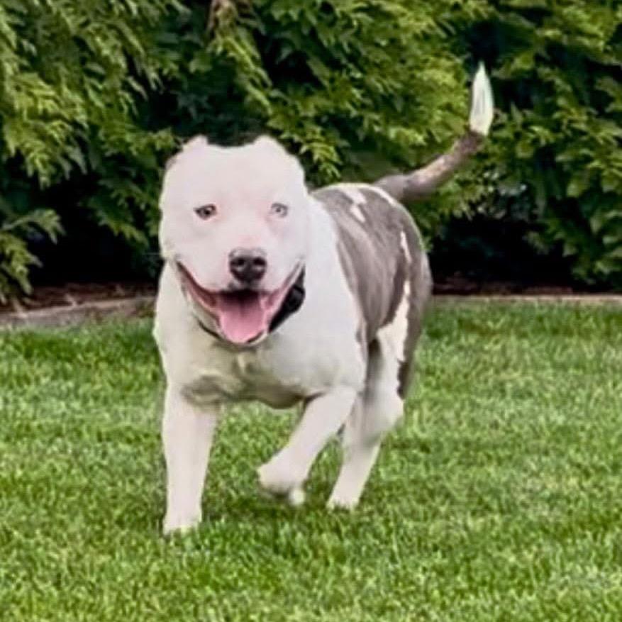 Enlarge Mr. Worldwide, a Adoptable mixed breed in St. Louis, MO image 1/6