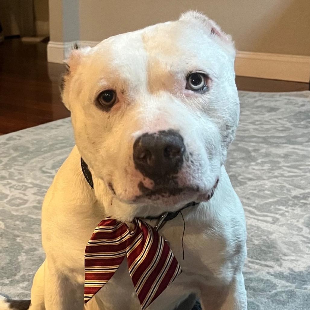 Enlarge Mr. Worldwide, a Adoptable mixed breed in St. Louis, MO image 3/6