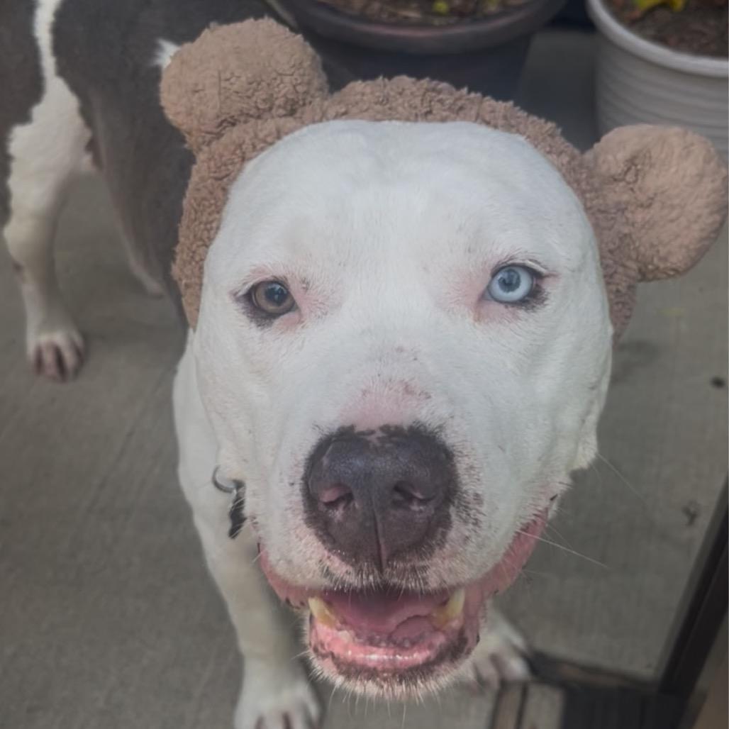 Enlarge Mr. Worldwide, a Adoptable mixed breed in St. Louis, MO image 4/6