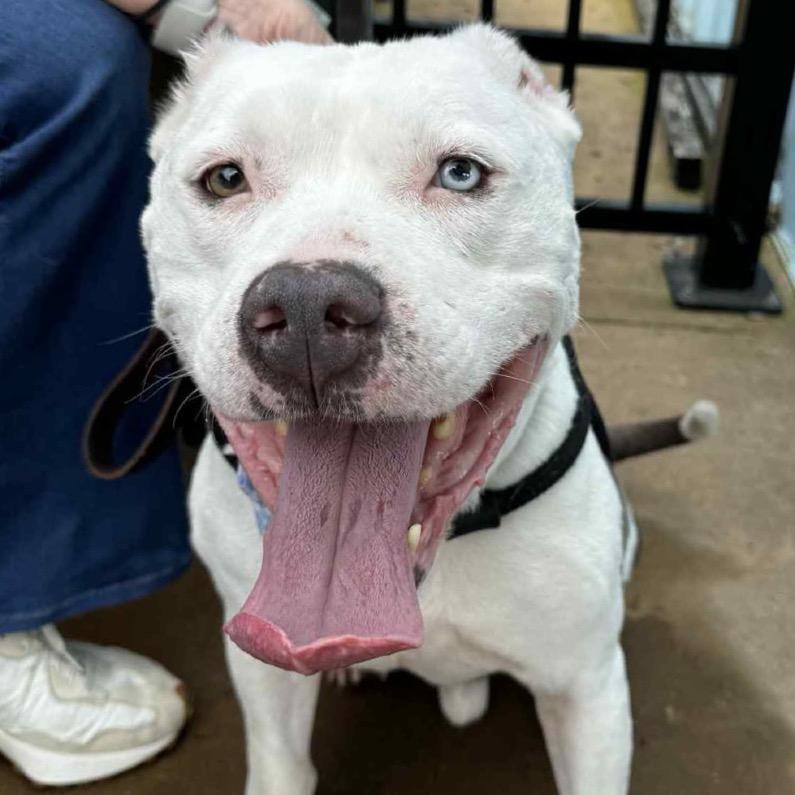 Enlarge Mr. Worldwide, a Adoptable mixed breed in St. Louis, MO image 5/6